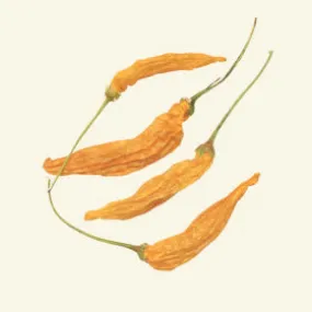 Dried Aji Limon Chillies (Home Grown)